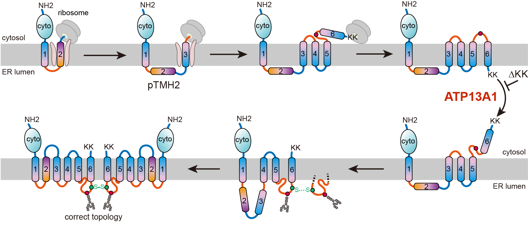 Schematic representation of the ABCG2 topogenesis pathway assisted by ATP13A1