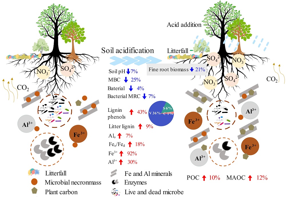 A conceptual diagram of the impact of 11-year acid addition on SOC sequestration in subtropical forest.jpg