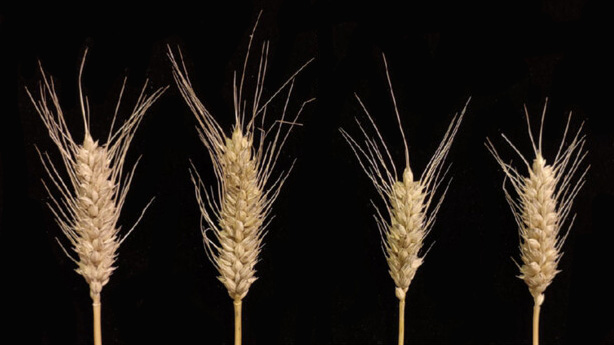TabHLH27 promotes wheat's drought tolerance and water efficiency via stress-growth balance